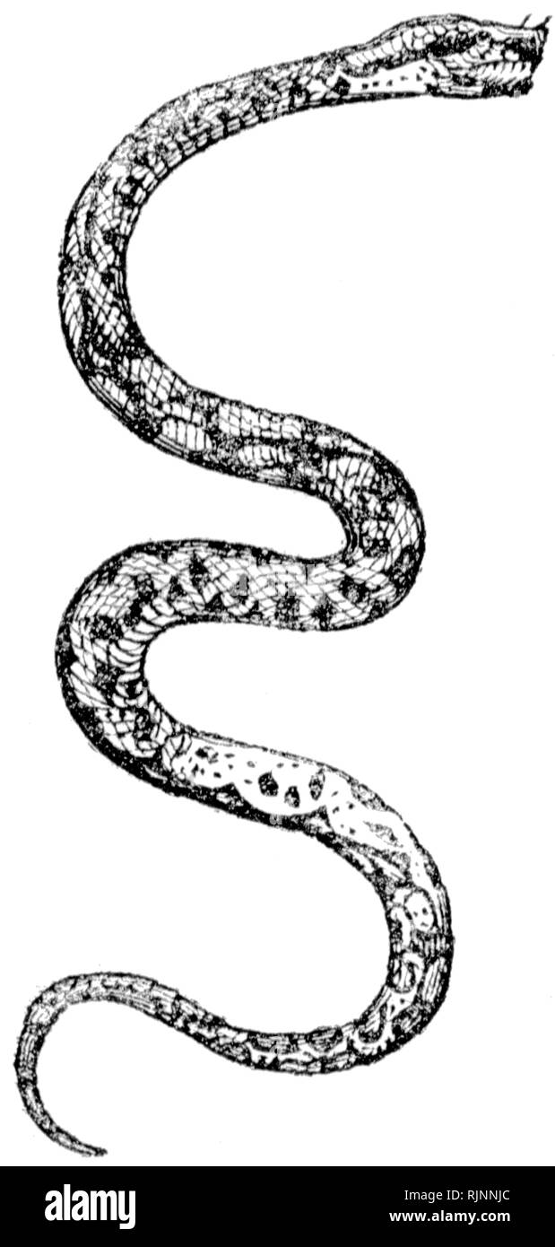 Couper du bois gravé, illustration tirée de "Le Trésor de l'Histoire Naturelle" par Samuel Maunder, publié 1848 Banque D'Images