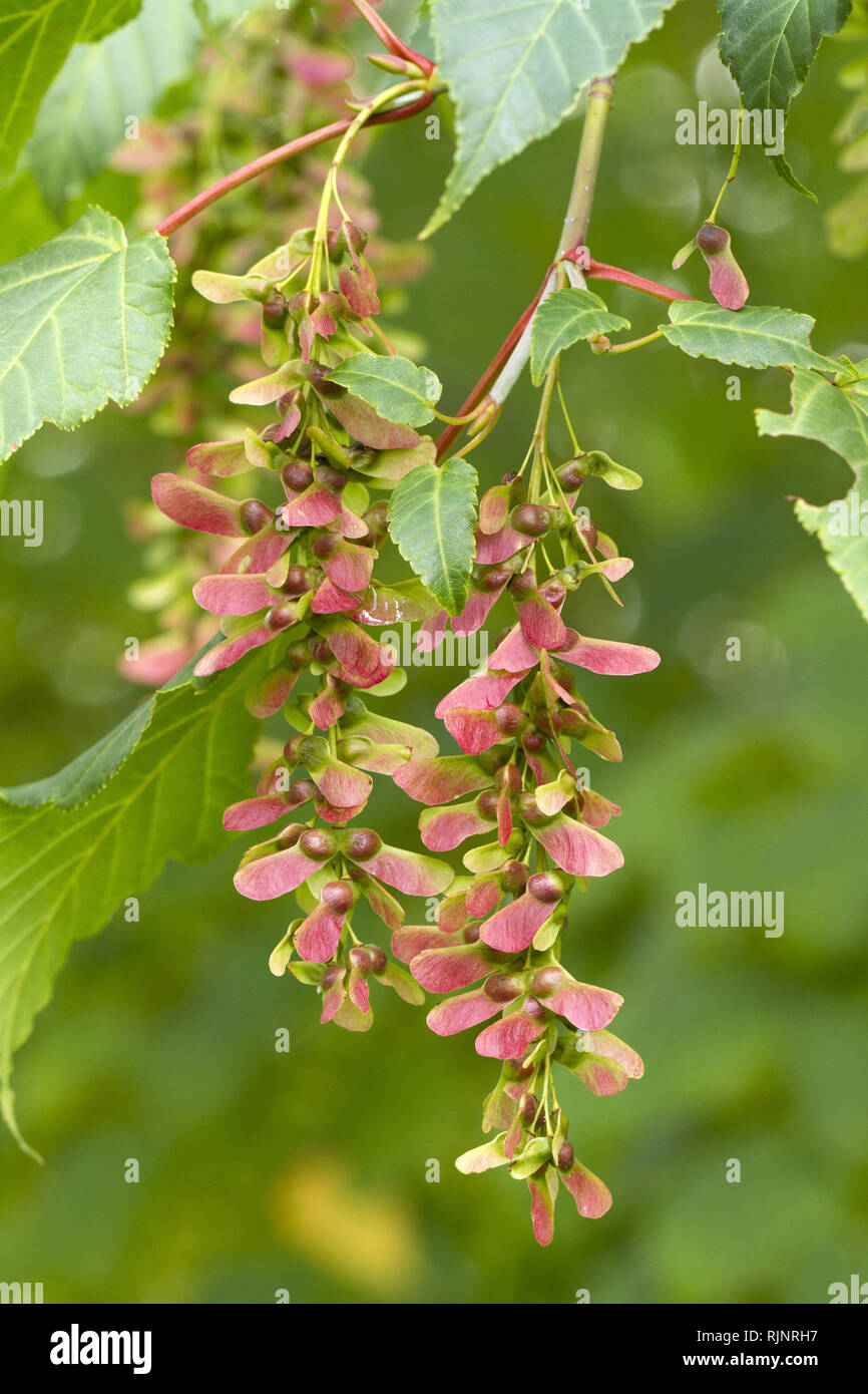 Acer Davidii Banque De Photographies Et D images Haute R solution Alamy acer-davidii-banque-de-photographies-et-d-images-haute-r-solution-alamy