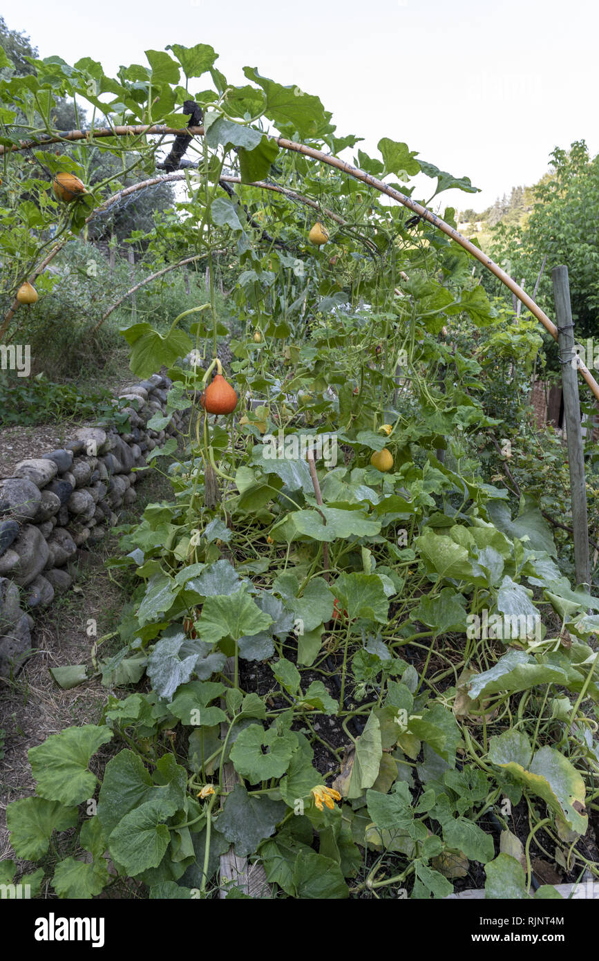 Potimarrons croissant sur une structure en bambou dans un jardin, le viel Audon, Ardèche, France Banque D'Images