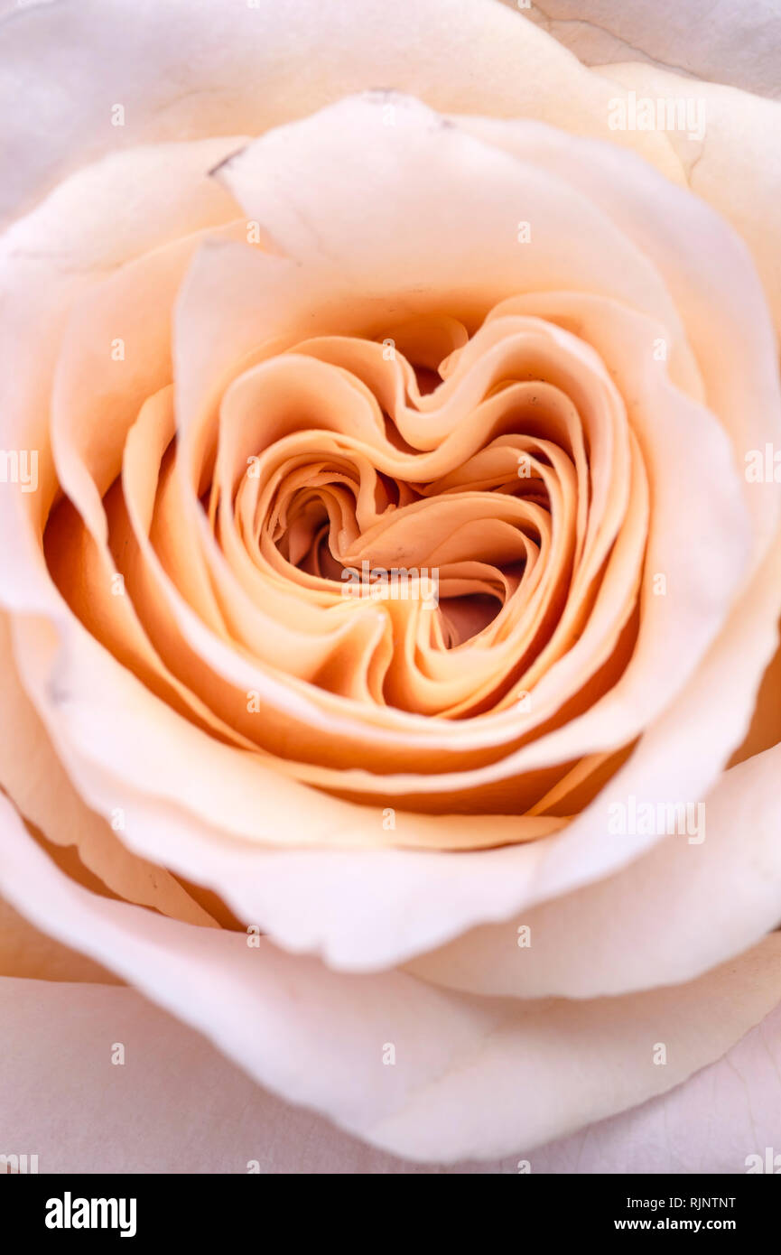 Image d'un mariage rose pastel orange open belle rose doux. Close up dans le studio Banque D'Images Image d'un mariage rose pastel orange open belle rose doux. Close up dans le studio Banque D'Images
