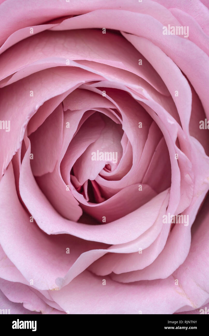 Image d'un mariage ouvert belle rose vert violet pastel lila rose doux. Close up dans le studio Banque D'Images Image d'un mariage ouvert belle rose vert violet pastel lila rose doux. Close up dans le studio Banque D'Images
