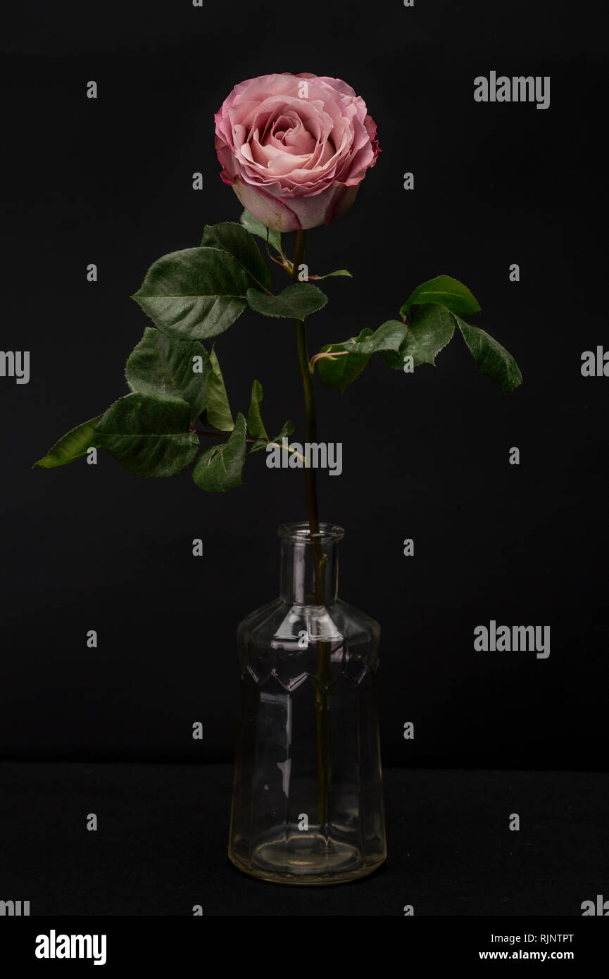 Clair Rose Rose Mauve Noir isolé contre Banque D'Images
