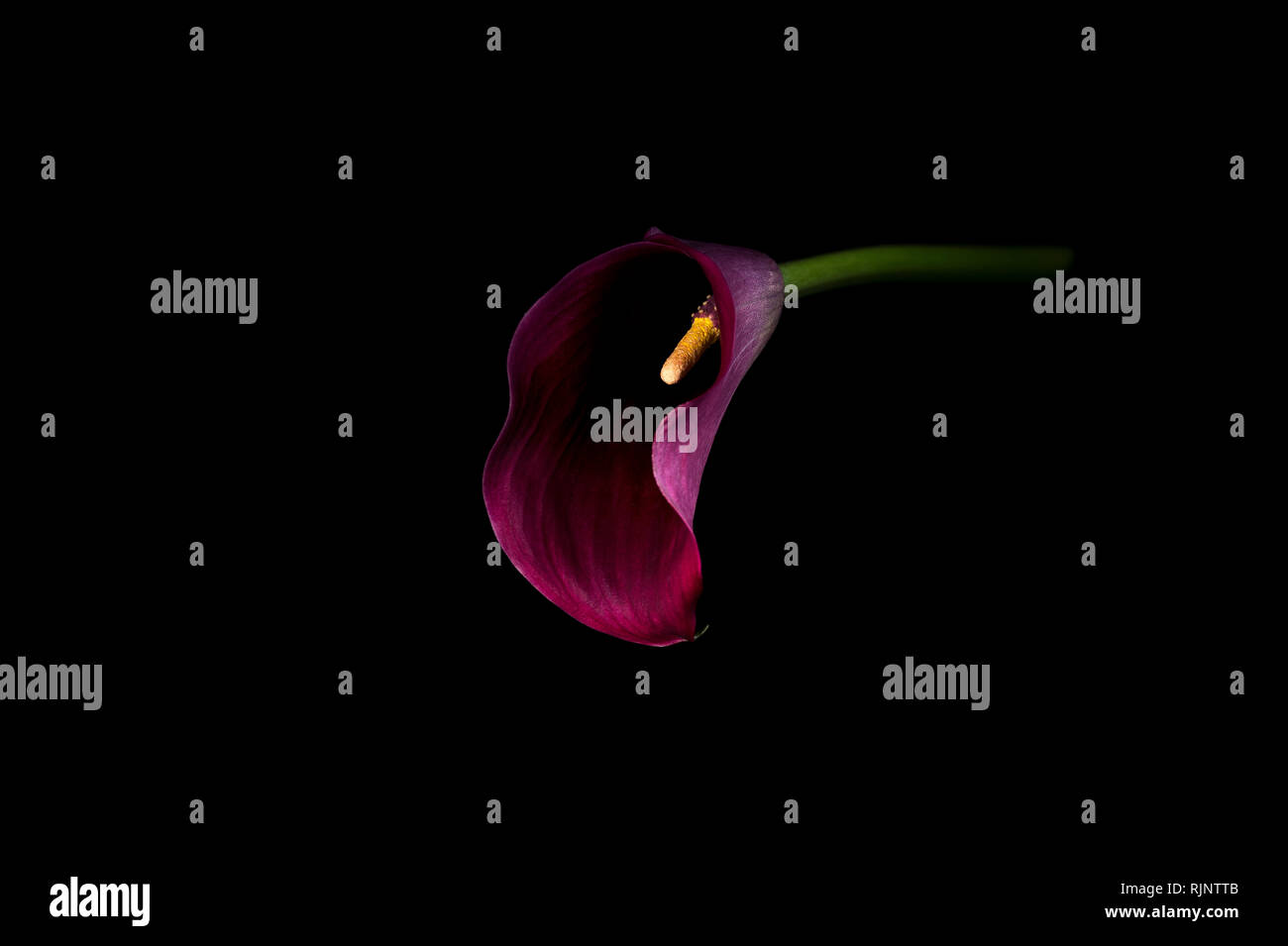 D'arum violet sur fond noir Banque D'Images