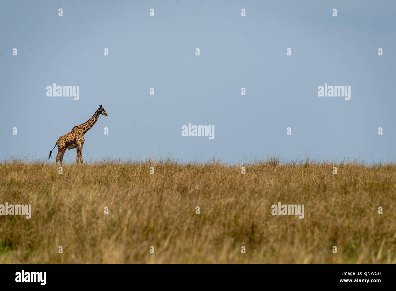 Girafe unique sur l'horizon dans la prairie Banque D'Images
