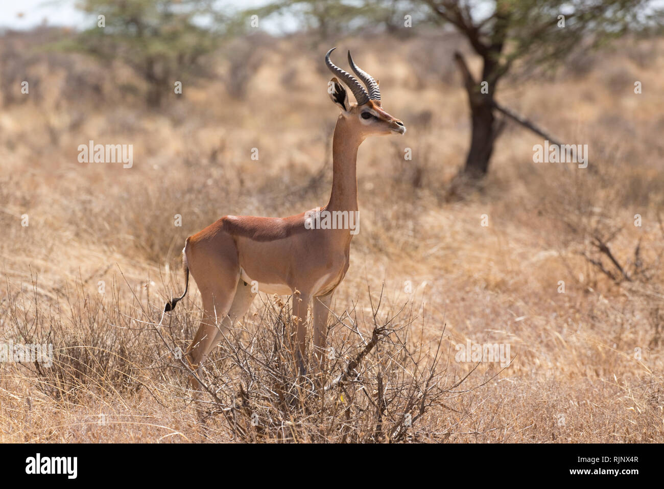 Un mâle, Gerenuk Litocranius walleri, Buffalo Springs National Reserve, Kenya Banque D'Images