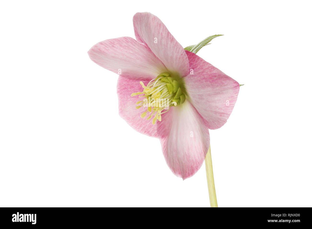 L'hellébore rose pastel flower isolated on white Banque D'Images