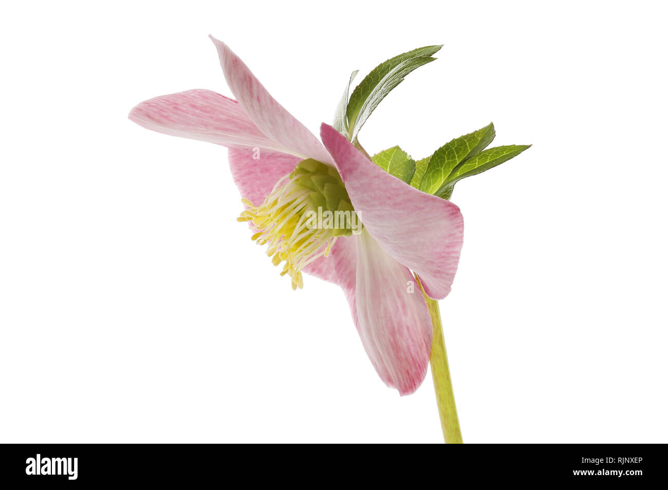 L'hellébore fleur rose pastel, side view, isolé contre white Banque D'Images