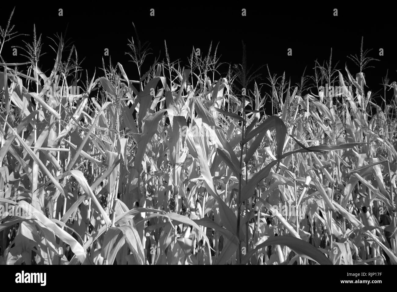 Photo en noir et blanc d'un champ de maïs à la fin de l'été (infrarouge). Banque D'Images