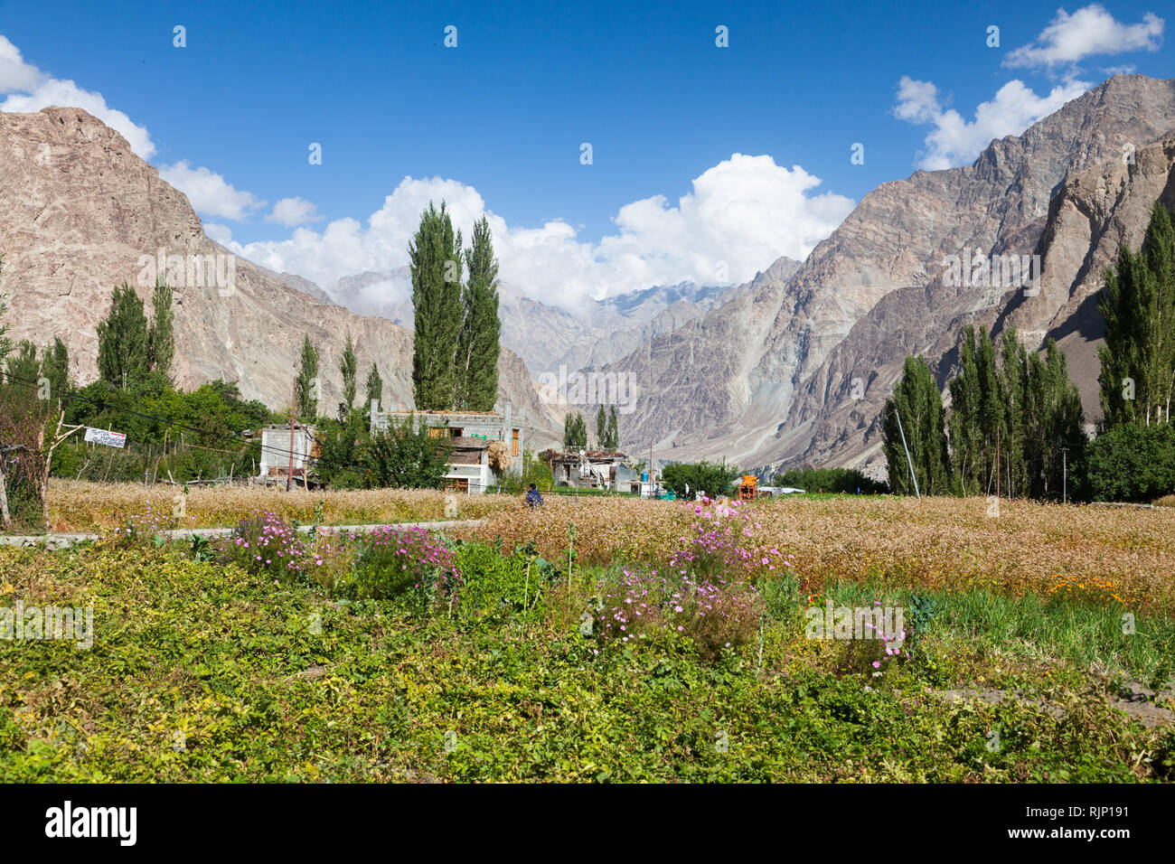 Beaux paysages d'Turtuk village situé dans la vallée de Nubra (en partie le long de fleuves Shyok River) à proximité de la ligne de commande, de Jammu-et-Cachemire, Ladakh, Inde Banque D'Images