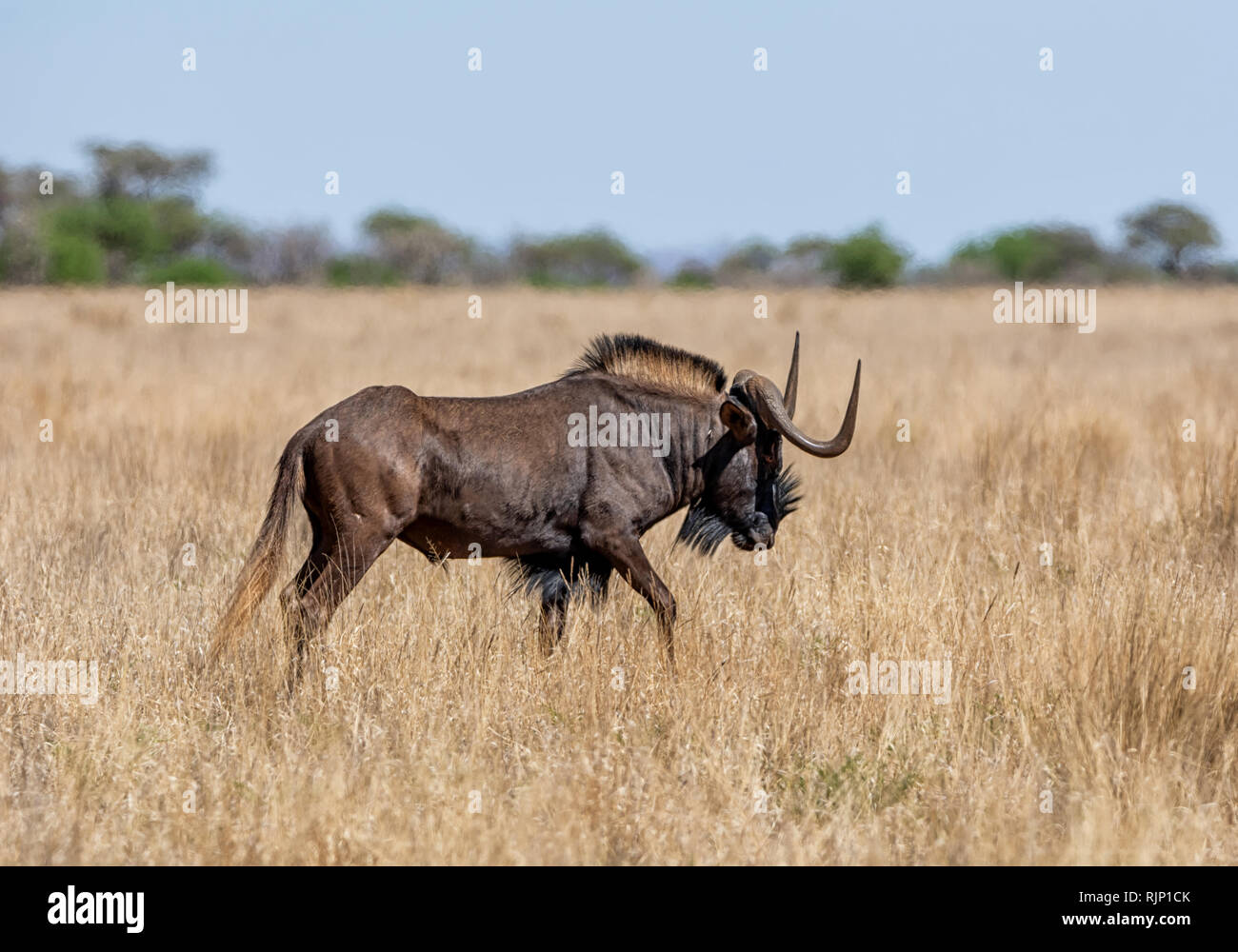 Un Gnou noir dans le sud de la savane africaine Banque D'Images