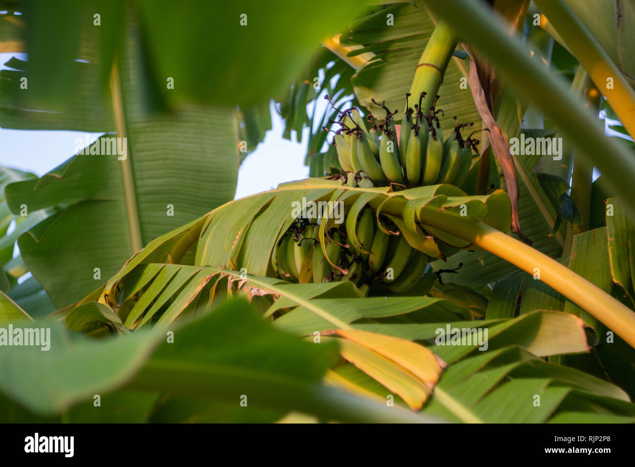 Banano tree avec bananes au lever du soleil dans le jardin (2) Banque D'Images