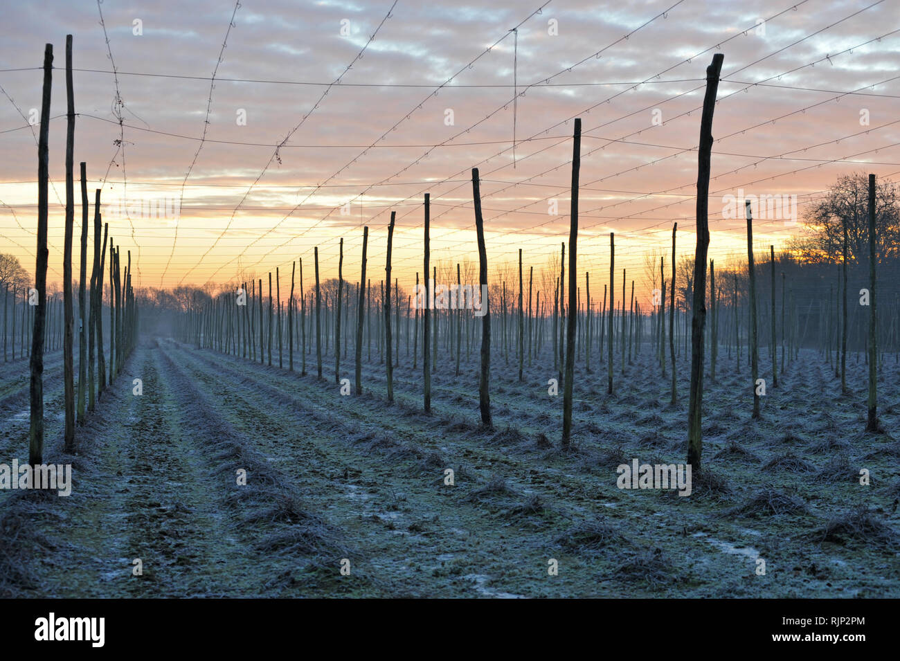 Tôt le matin Frost sur un jardin traditionnel de Hop dans le Kent Et East Sussex Banque D'Images