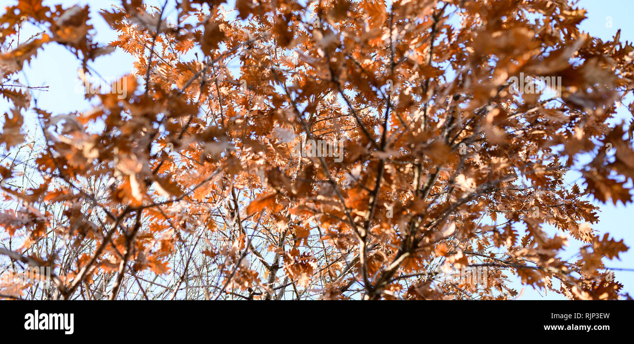 Vue de bas en haut d'un érable plein de feuilles sèches pendant la saison d'automne. Banque D'Images