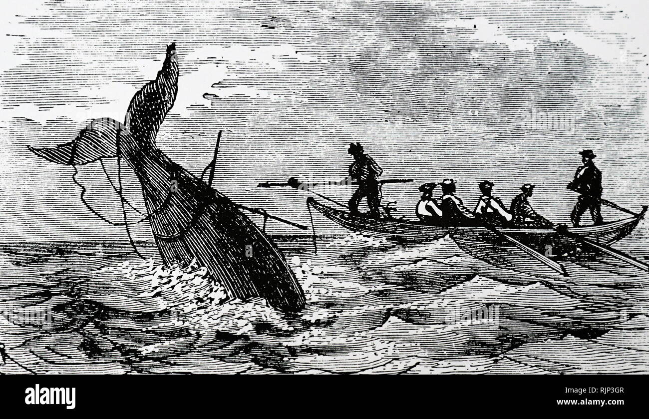 Une gravure représentant la chasse à la baleine dans les mers arctiques. En date du 19e siècle Banque D'Images