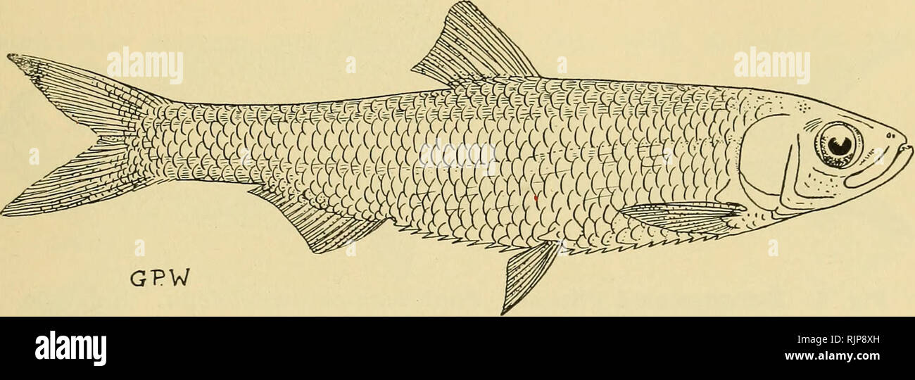 . Le zoologiste australien. Zoologie Zoologie Zoologie ; ;. WHITLEY. 399 famille des Clupéidés. Genre Clupeoides Bleeker, 1851. Clupeoides papuensis (Ramsay &AMP ; Catholicus, 1886). (Fig. 4.) Corica papuensis Ramsay &AMP ; Catholicus, Proc. Linn. Soc. N.S.W. (2), i., Mai 25, 1886, p. 19. Clupeoides papuensis Weber, de la Guinée, ix., 1913, p. 519 et 607. Id. Weber et de Beaufort, les poissons Indo-Austr. Arch., ii., 1913, p. 60. Id. Regan, Ann. Mag. Nat. Hist. (9), x., 1922, p. 588. Id. Fowler, Mem. L'évêque. Mus., x., 1928, p. 31 ; xi., 1931, p. 315 ; et xi., 1934, p. 386.. Programme général de la Fig. 4. Hareng Rivière crantée, pap Clupeoides Banque D'Images