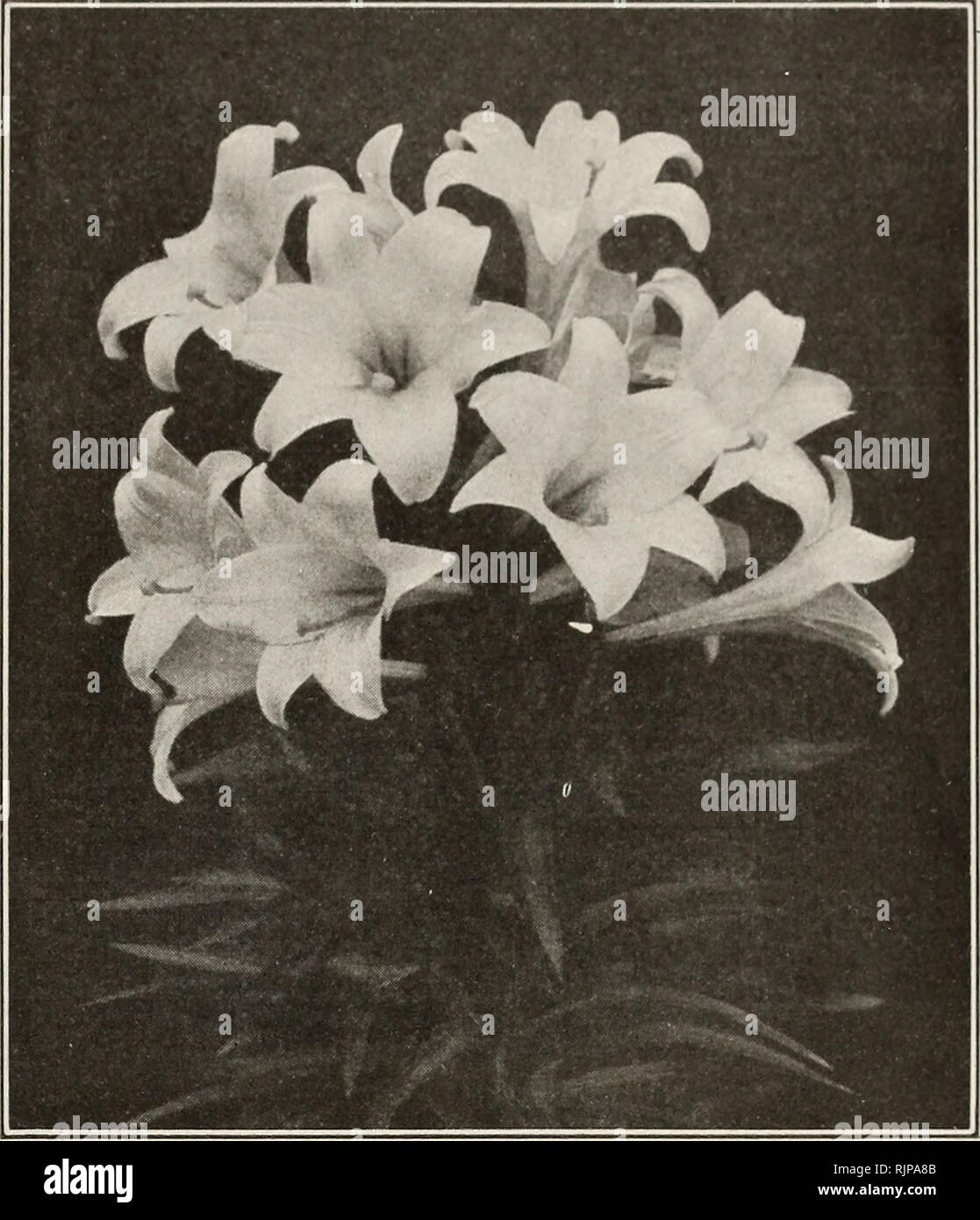 . Numéro d'automne : nouveau guide de culture rose 1921. Les bulbes de printemps et d'HIVER ET DES PLANTES 13 Dingee magnifique Lis de Pâques le lis de Pâques est un cultivateur vigoureux avec attention ordinaire. Fleurs blanc pur et délicieusement )erfumed. C'est comme une victoire sans égale- plante basse. Remplissez un pot de six pouces de sol .étroitement avec le haut, l'ampoule de l'usine, .vater modérément et ranger dans un endroit frais, jusqu'à ce que les racines être- ^dans à la forme. Puis transfert à l';itting prix de la chaleur et de la lumière. Les Bermudes Lis de Pâques peut être jutside plantées. Ils sont rustiques dans le sud- ern membres et va survivre au nord- er Banque D'Images