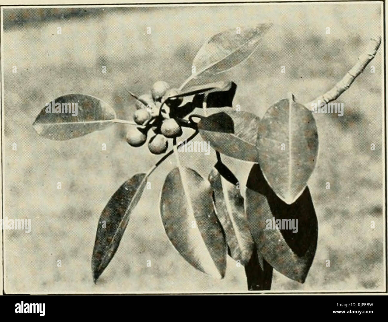 . L'Australian Museum magazine. L'histoire naturelle. Les fruits et les feuilles du Ficus macrophylla, le Moreton Bay Fig. [Photo.-A. Mi(S)jran : forme du Port Jackson Fig, à proximité de la National Art Gallery, Sydney. Cette espèce peut être facilement reconnu dès le Moreton Bay Fig par ses feuilles plus petites. Il'liiitii.-.1. Miixiirai-e. annonce à jeter le corps. Dès que l'insecte est out il recherche sur l'arbre ou un autre dans le voisinage, pour un très jeune fig juste se formant sur l'arbre, portant le pollen inconsciemment avec lui. Il se trouve que le jeune fig, pour lequel l'insecte est à la recherche, est fil Banque D'Images