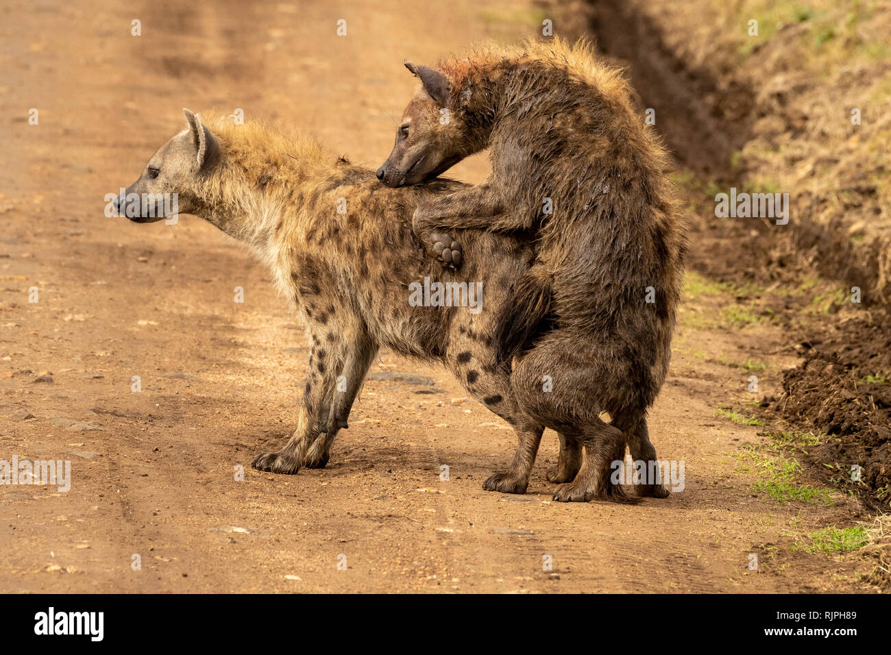 Observation inhabituelle de deux hyènes Crocuta crocuta l'accouplement dans le mara triangle dans le Masai Mara au Kenya Banque D'Images