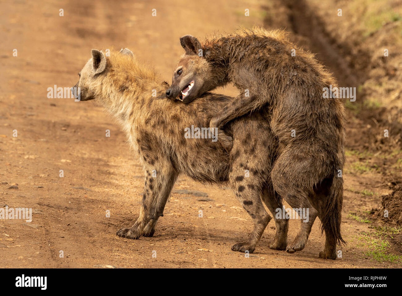 Observation inhabituelle de deux hyènes Crocuta crocuta l'accouplement dans le mara triangle dans le Masai Mara au Kenya Banque D'Images