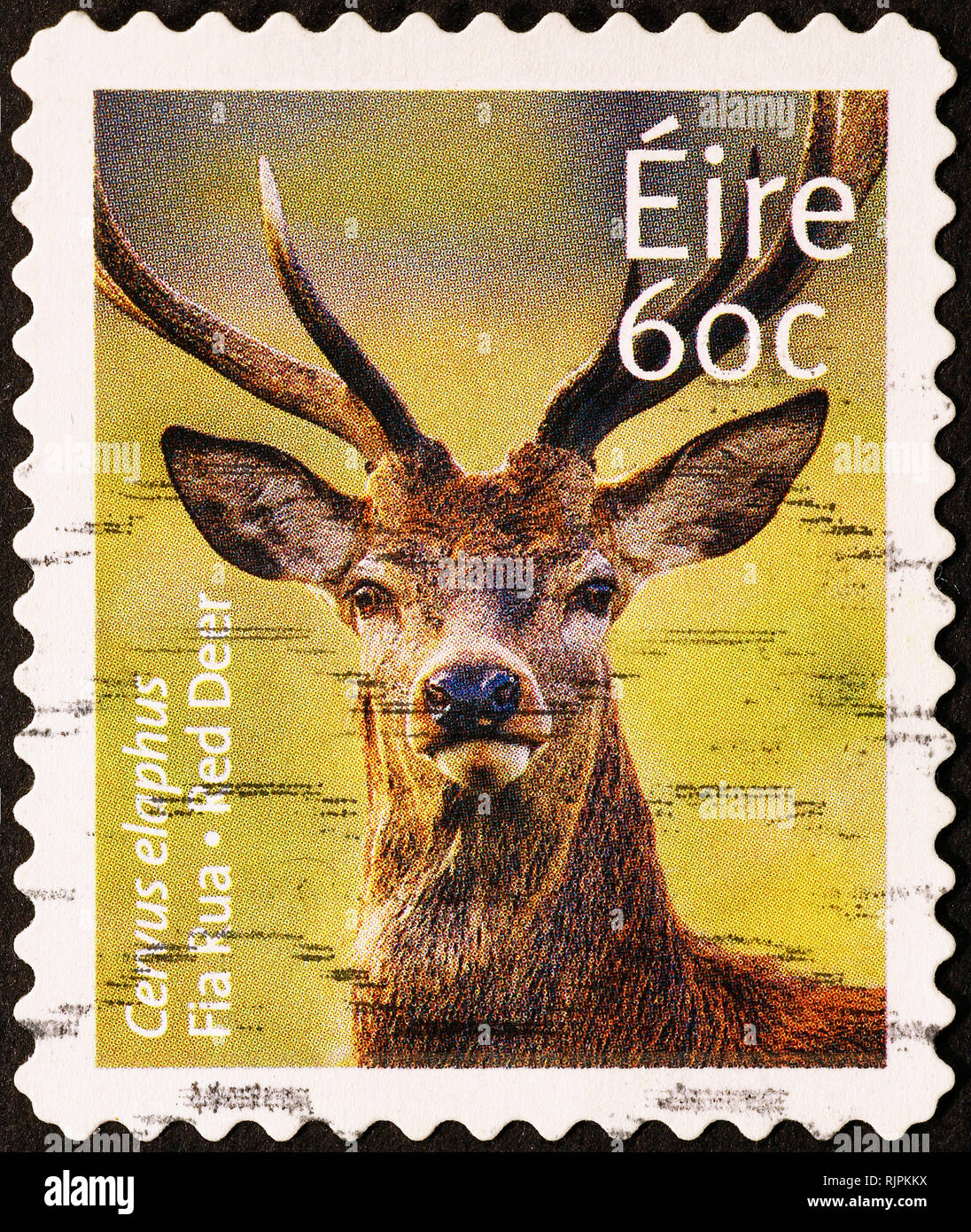 Red Deer head sur timbre irlandais Banque D'Images