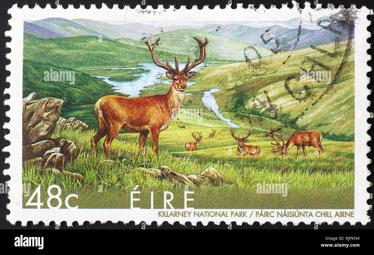 Cerfs rouges de Killarney NP sur timbre irlandais Banque D'Images