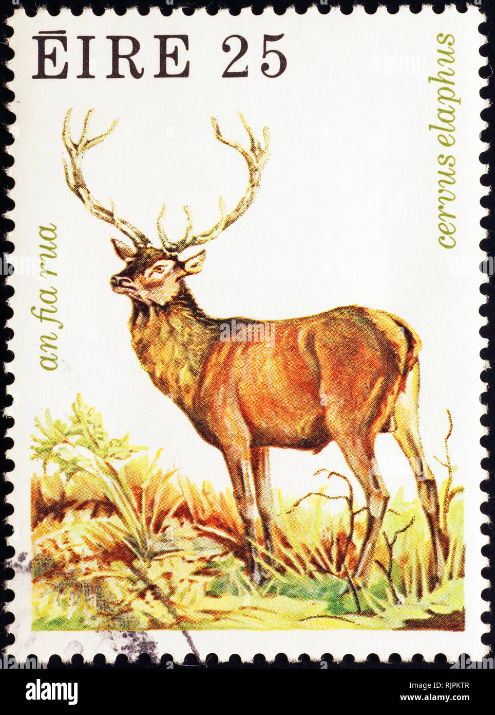 Stag sur timbre irlandais Banque D'Images