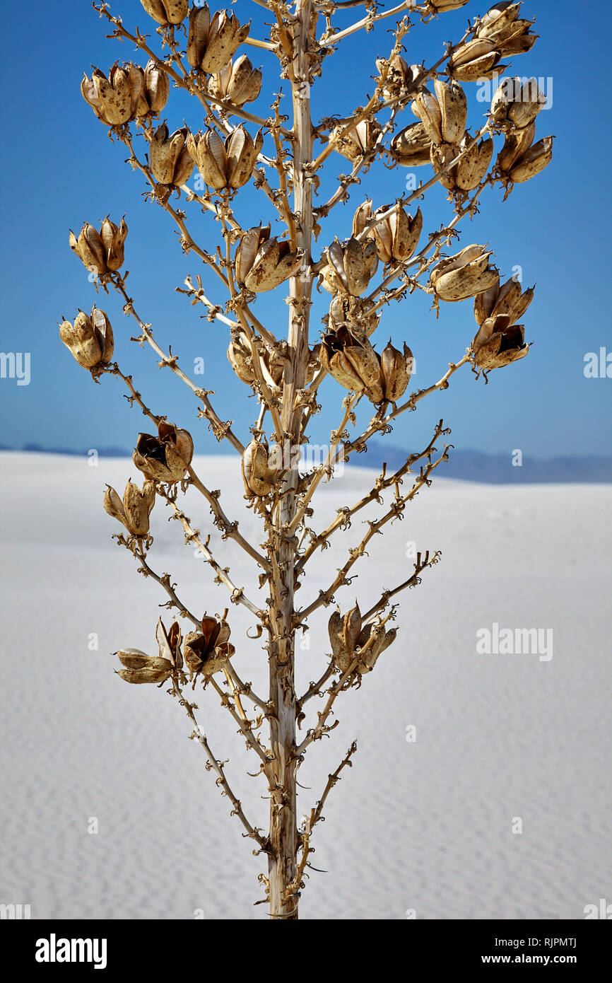 Close up de fleurs séchées gousses de l'arbre à savon Yucca White Sands National Monument, Nouveau-Mexique, États-Unis Banque D'Images