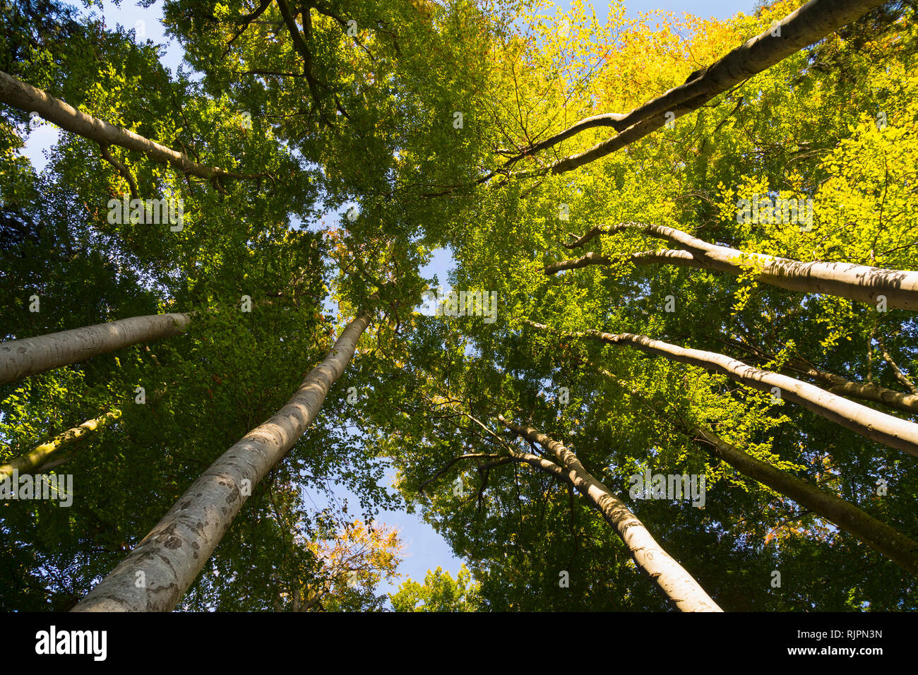 Cime des arbres verts et auvent, low angle view Banque D'Images