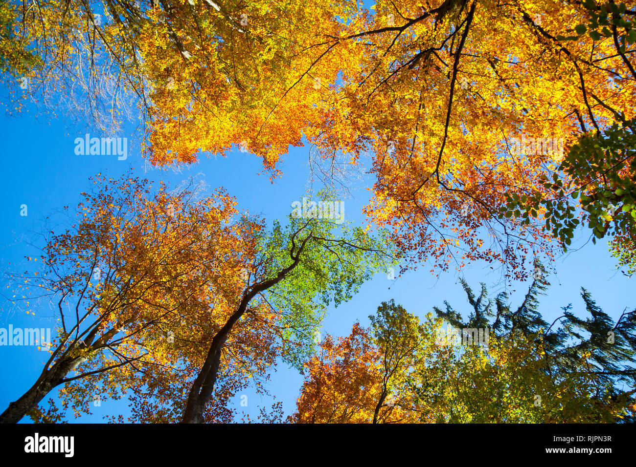 Cime des arbres d'automne et auvent against blue sky, low angle view Banque D'Images