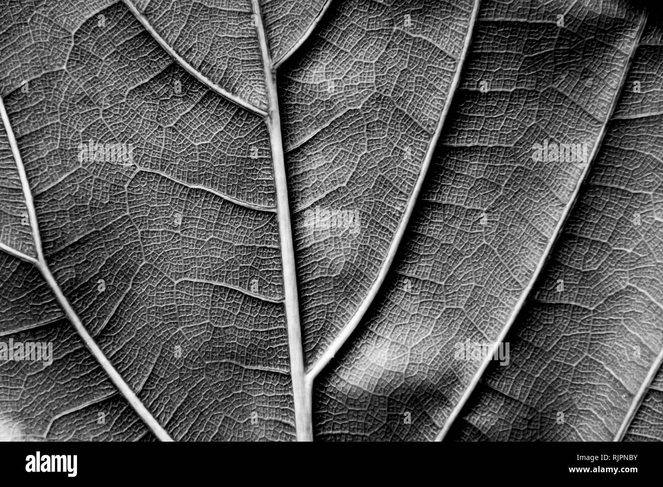La texture de fond feuille sèche de Ficus lyrata avec ses côtes l'inversion noir et blanc Banque D'Images