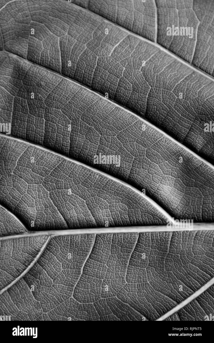 La texture de fond feuille sèche de Ficus lyrata avec ses côtes dans l'inversion noir et blanc vue horizontale Banque D'Images