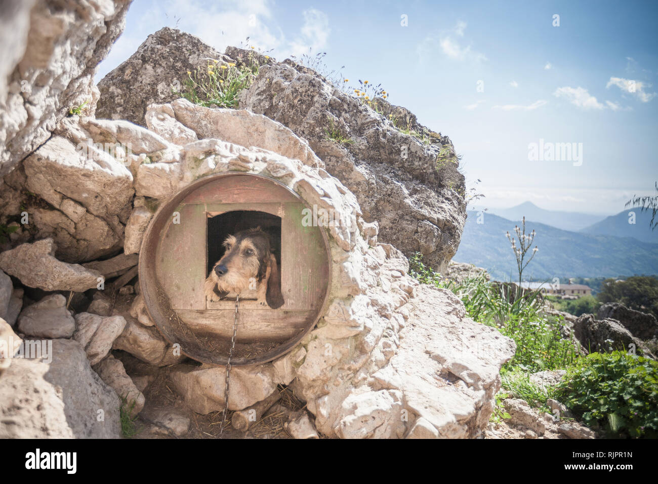 Chien à la circulaire de niche dans les régions rurales de rock, Nuoro, Sardaigne, Italie Banque D'Images