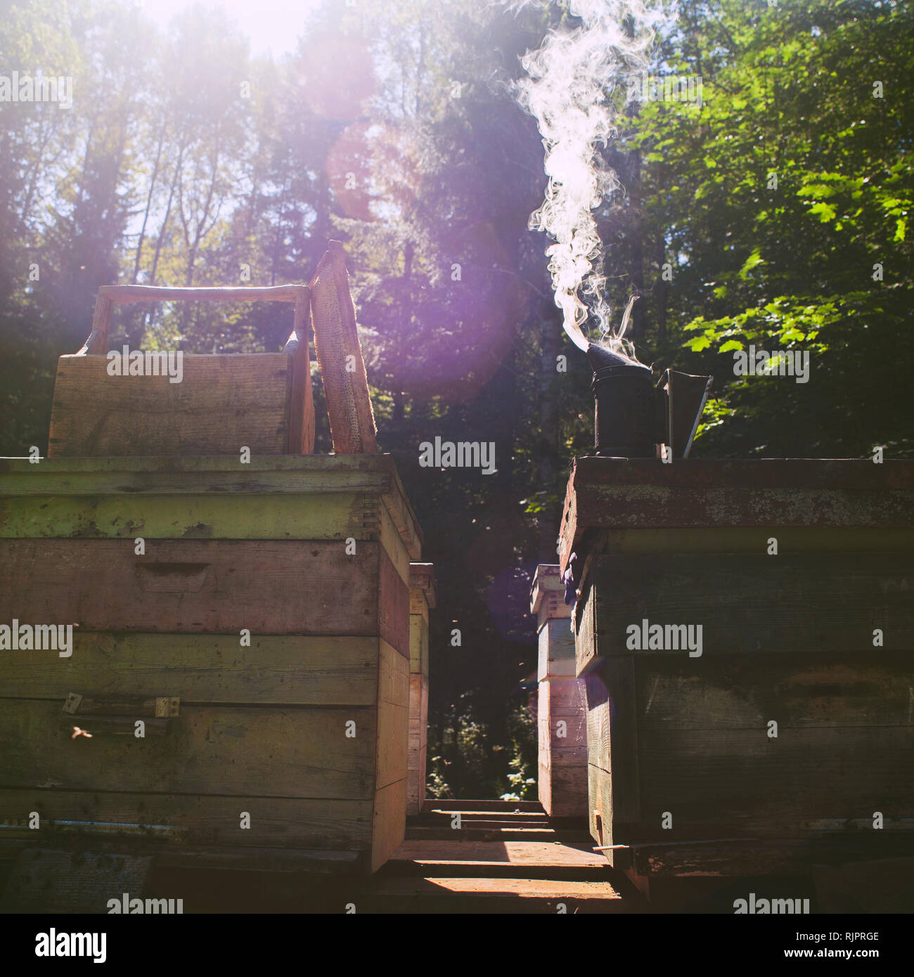 Bee fumeur sur beehive in farm, Ural, le Bachkortostan, Russie Banque D'Images