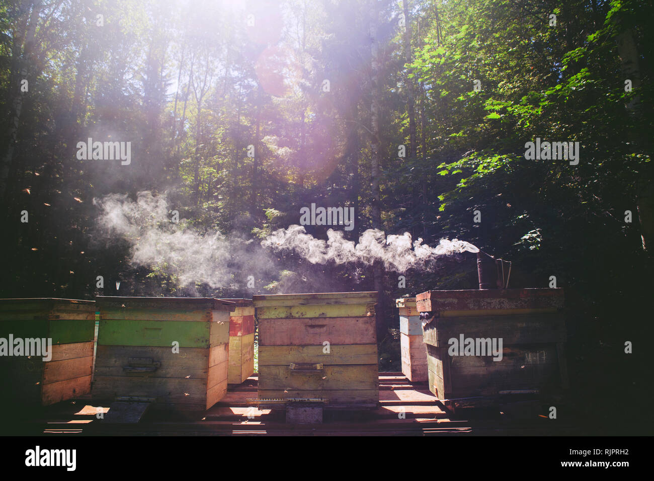 Bee fumeur sur beehive in farm, Ural, le Bachkortostan, Russie Banque D'Images