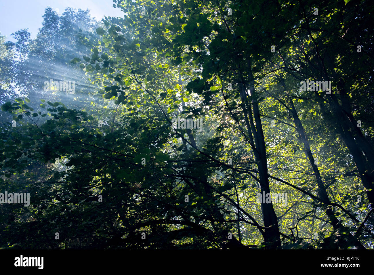 Green forest tree tops et rayons de soleil, low angle view Banque D'Images