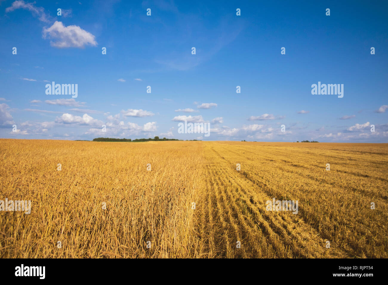 Paysage de champ de blé récolté en partie sur le terrain Banque D'Images