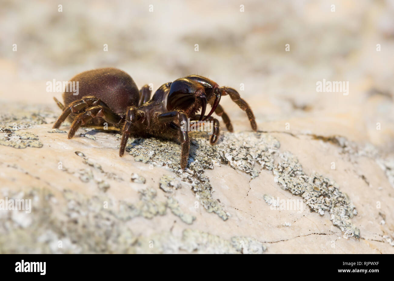 La faune macro photo d'araignée brune Banque D'Images