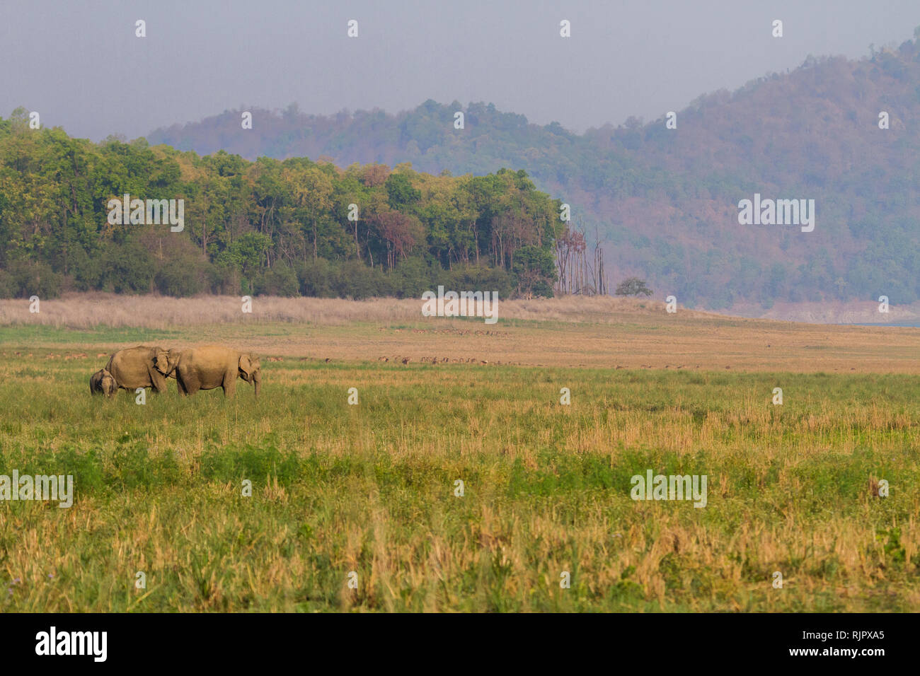 Les éléphants d'Asie de l'Elephas maximus à Jim Corbett National Park, Uttarakhand, Inde Banque D'Images