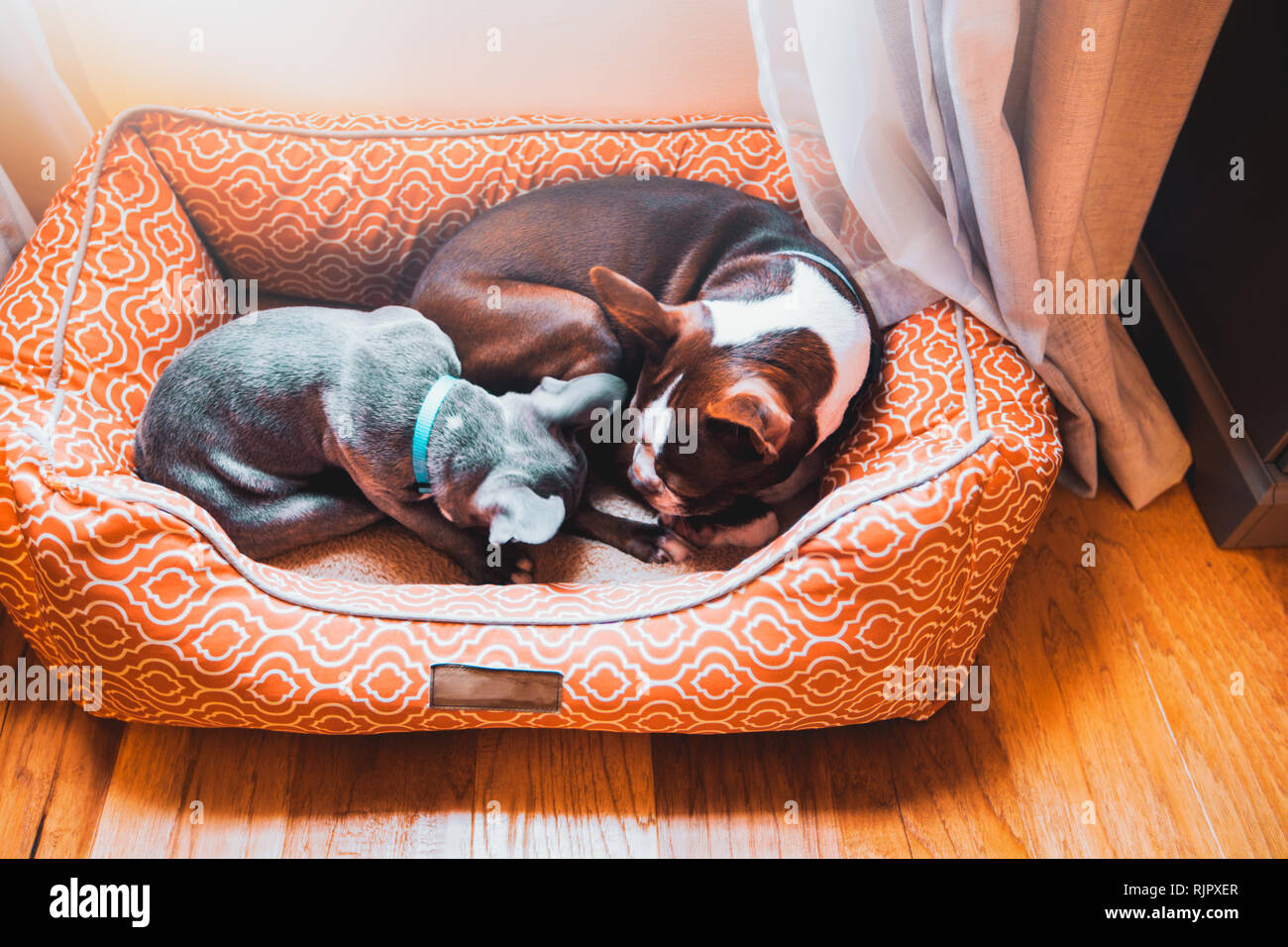 Bouledogue français chiot boston terrier et chien chien dormant dans le  même lit Photo Stock - Alamy