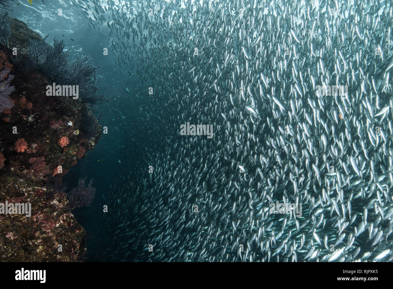 Bancs de sardine traquée par les vivaneaux rouges Banque D'Images