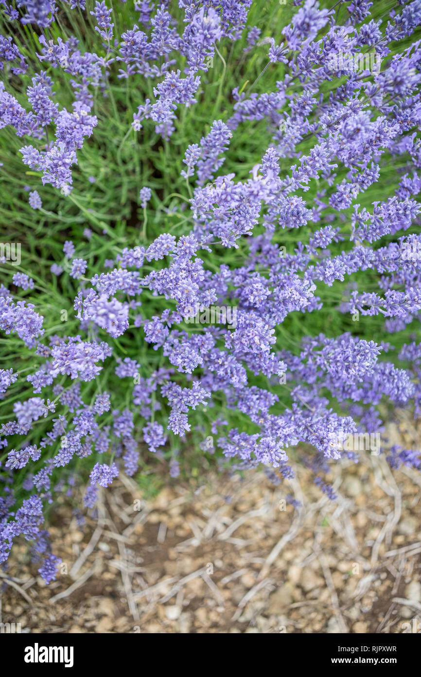 Close up of lavender et sentier en vue de dessus, Snowshill, Cotswolds, England, UK Banque D'Images