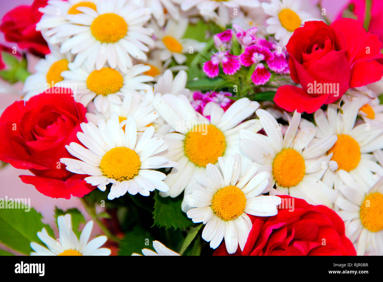Bouquet de roses rouges camomille blanc Dianthus barbatus rouge. Présent délicat. Fleurs de camomille. Fleurs d'été close-up. La floraison. Fleurs Banque D'Images Bouquet de roses rouges camomille blanc Dianthus barbatus rouge. Présent délicat. Fleurs de camomille. Fleurs d'été close-up. La floraison. Fleurs Banque D'Images