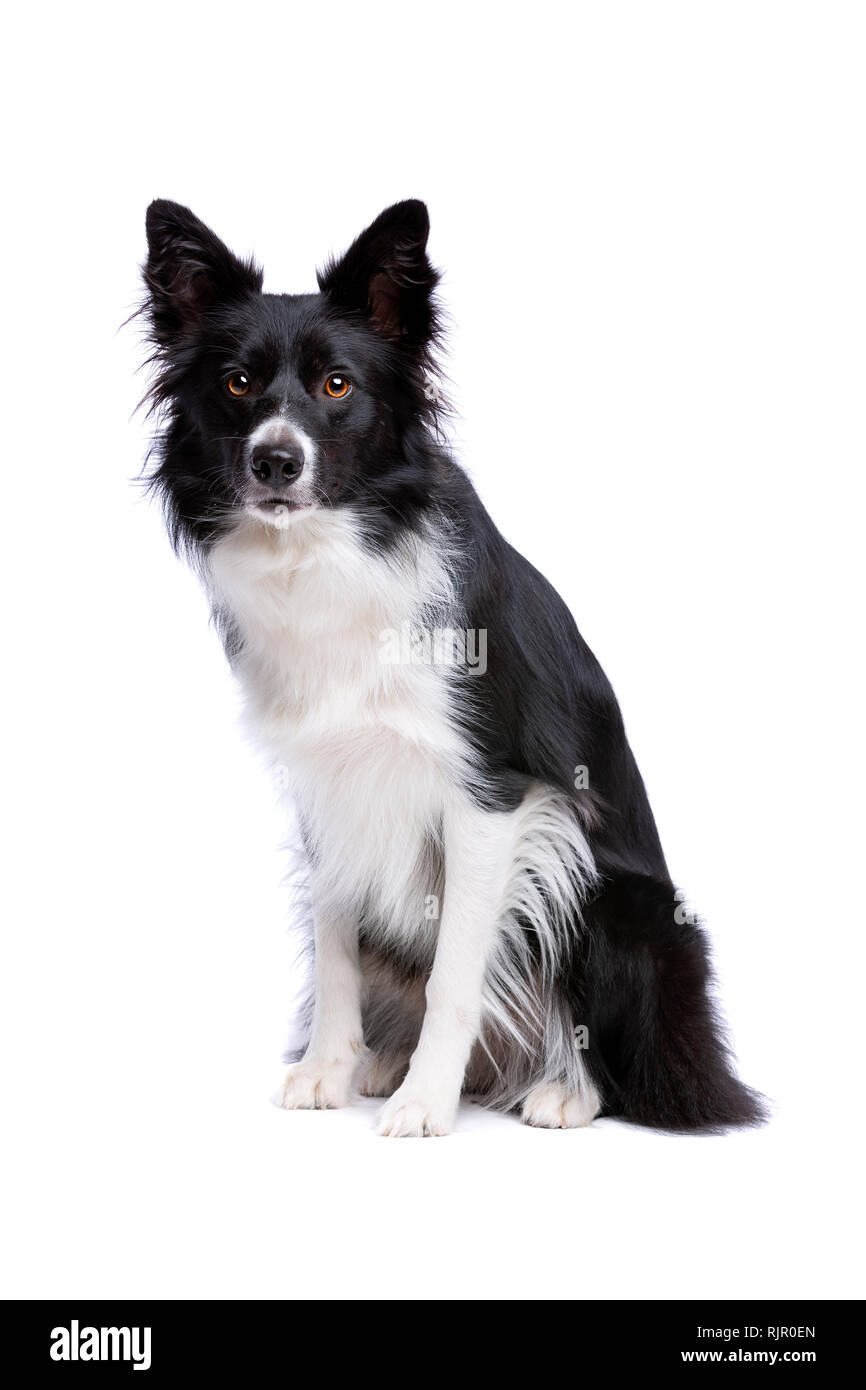 Border Collie noir et blanc chien devant un fond blanc Banque D'Images