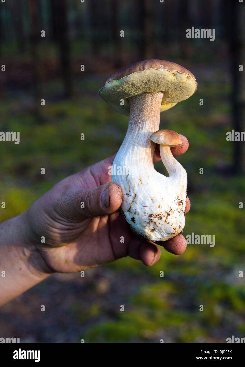 La main de l'homme détient les champignons sur le fond vert de la forêt . Boletus edulis libre. Automne en forêt Banque D'Images