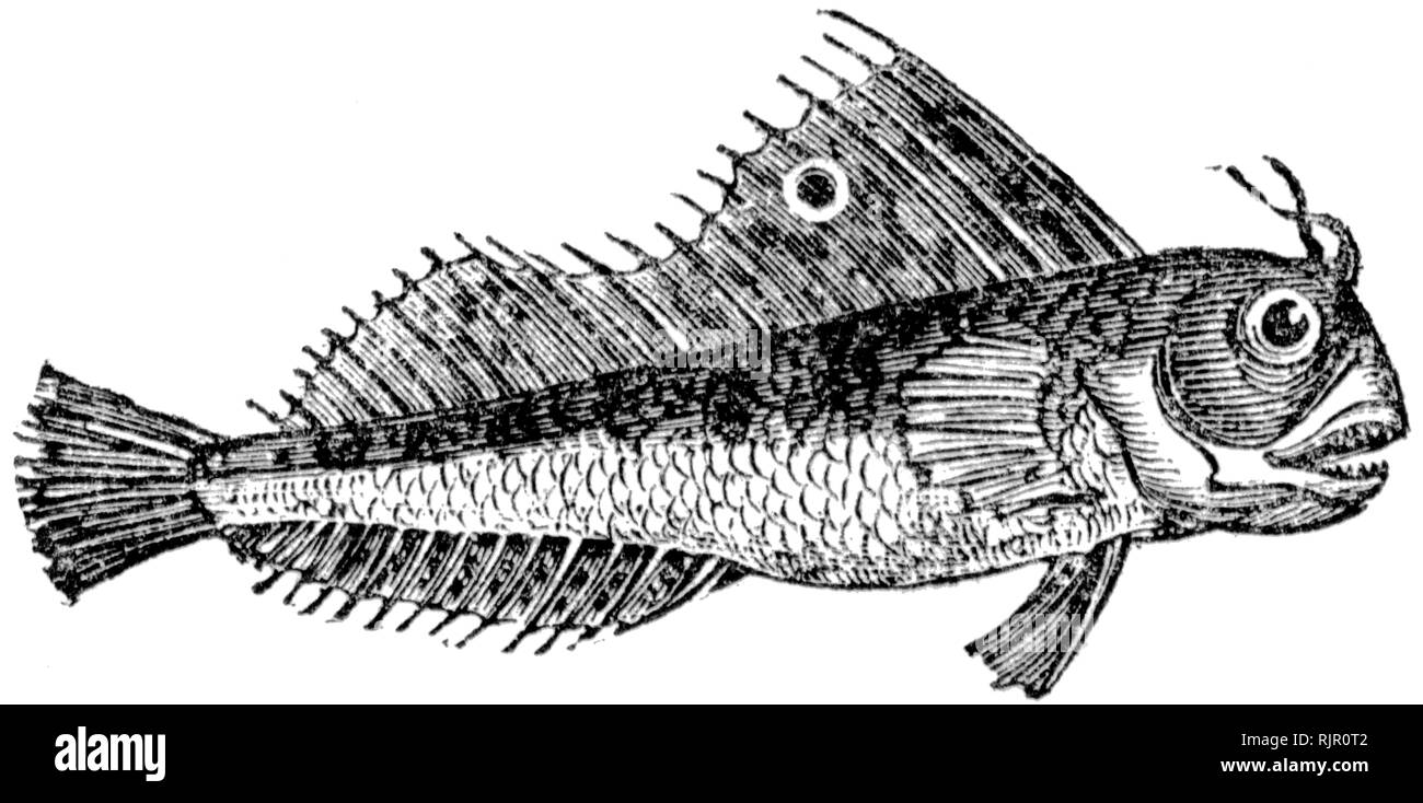 Couper du bois gravé, illustration tirée de "Le Trésor de l'Histoire Naturelle" par Samuel Maunder, publié 1848 Banque D'Images