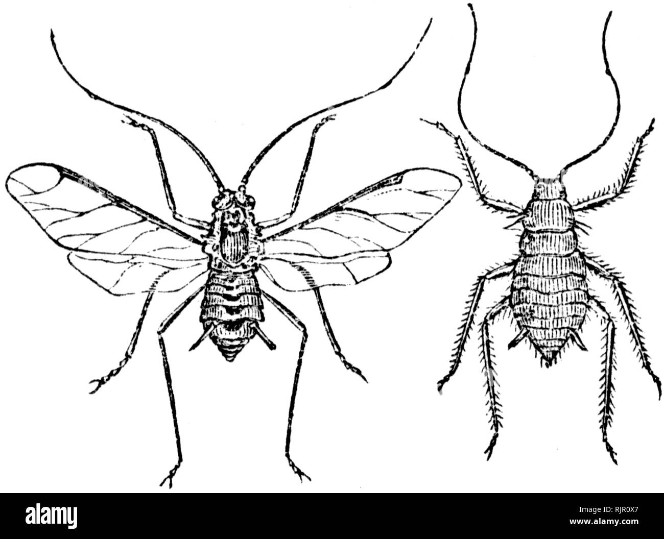 Couper du bois gravé, illustration tirée de "Le Trésor de l'Histoire Naturelle" par Samuel Maunder, publié 1848 Banque D'Images