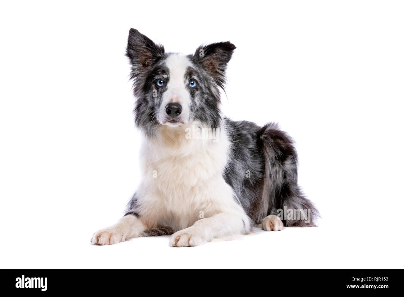 Chien border collie Bleu Merle devant un fond blanc Banque D'Images