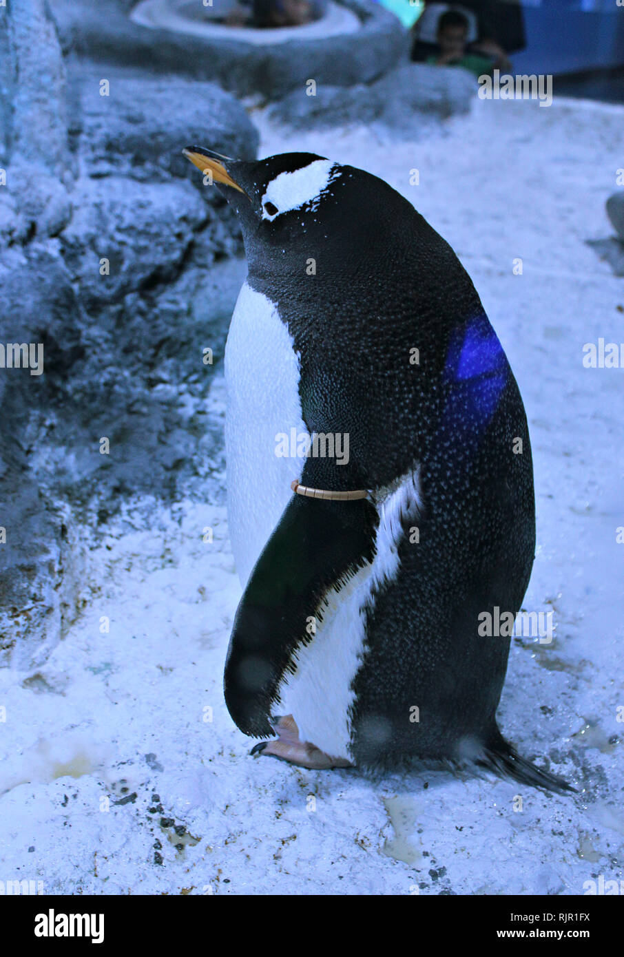 Gentoo pingouin à Sea Life London Banque D'Images
