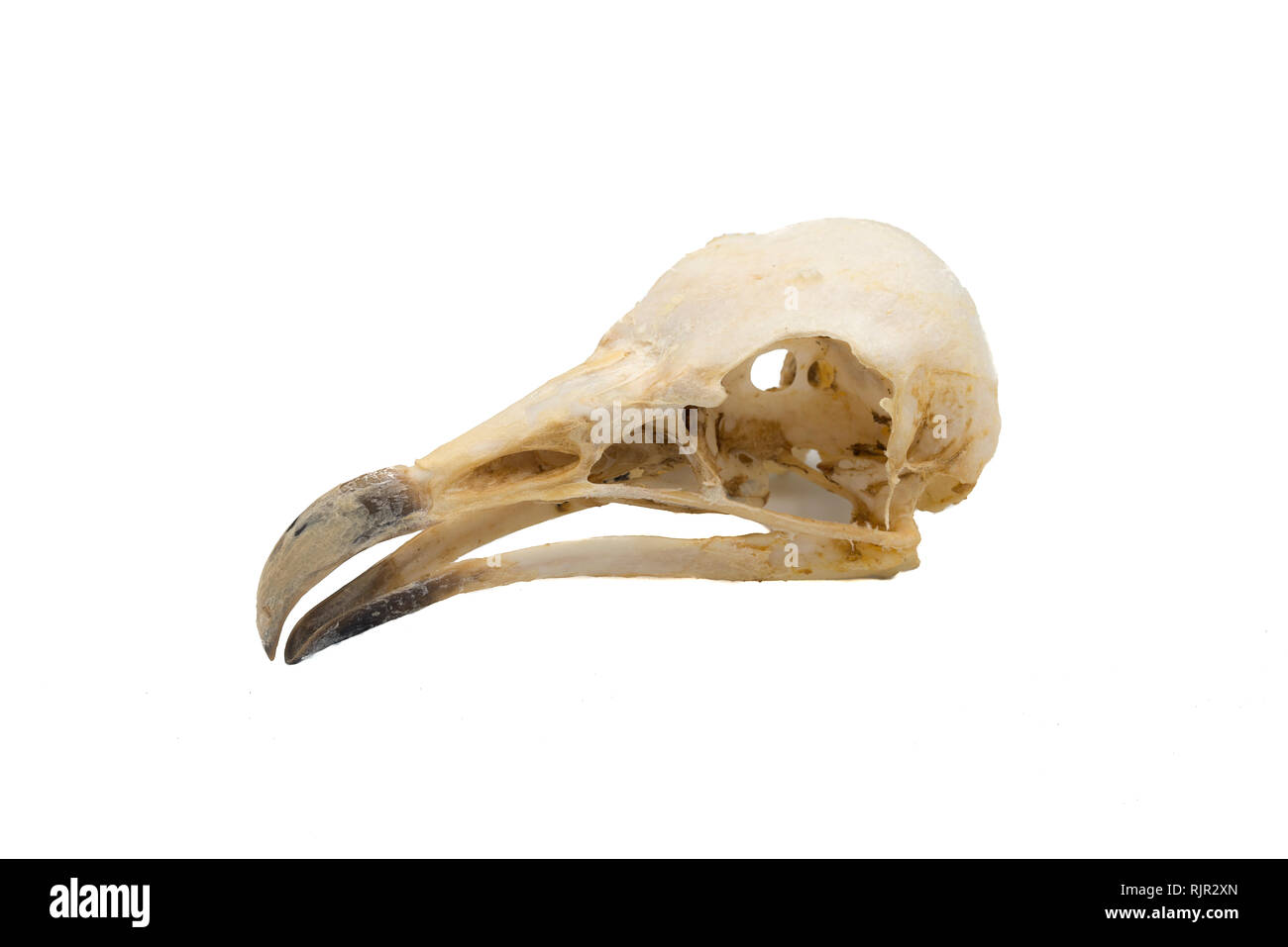 Percnoptère (Neophron percnopterus), oiseau crâne avec fond blanc Banque D'Images