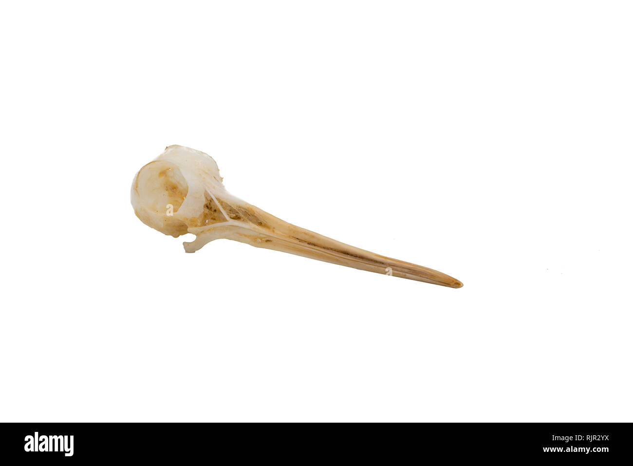 Bécasse des bois (Scolopax rusticola), d'oiseaux crâne avec fond blanc Banque D'Images